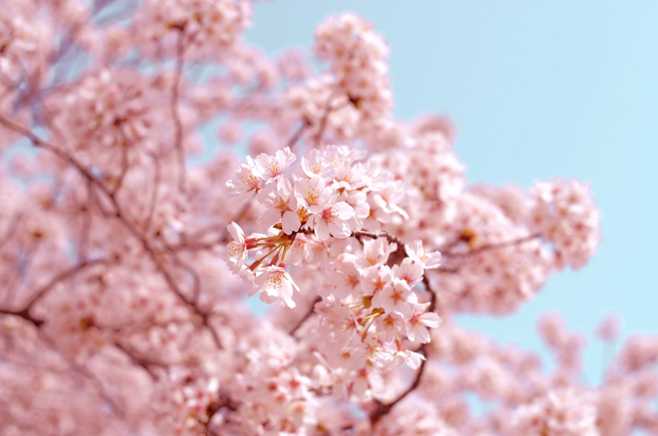 Sakura-mania: oggetti a tema fiori di ciliegio
